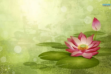 Water Lily Wallpapers   Artistic Wallpapers