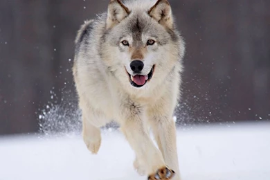 Winter Wolves HD Wallpaper, Winter Wolves Images