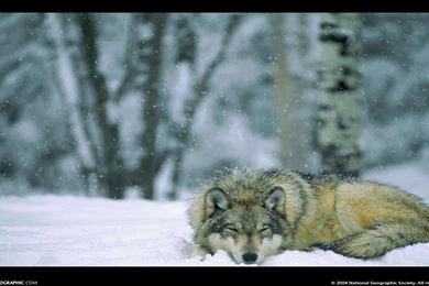 Wolf In Winter Forest Minnesota Usa National Park >> HD Wallpapers ...