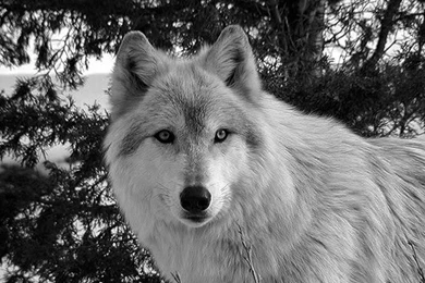 WINTER WOLF WALLPAPER   (