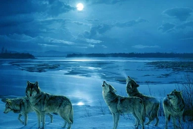 Cold Winter Wallpapers 2   Crazy Frankenstein