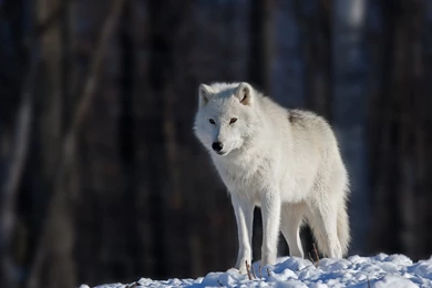 Spice And Wolf Holo The Wise Wolf Wallpapers