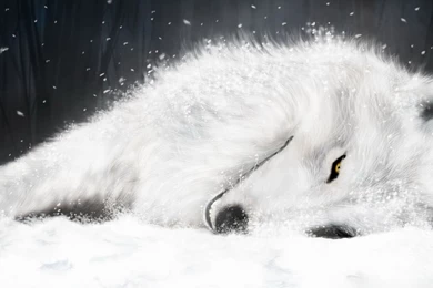 Wallpapers Snow, Winter, White, Wolf, Wolfs Rain, Kiba, Wolfs Rain.