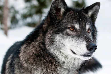 Winter Wolf Wallpapers Tag   WalOps.com