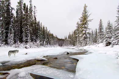 Wolf Wolves Predator Carnivore Winter Snow D Wallpapers