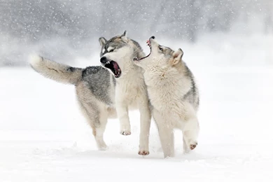 Winter Snow Wolf Wolf Play Grin Love Wallpapers