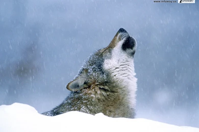 Grey Wolf In Snow Wallpaper Images