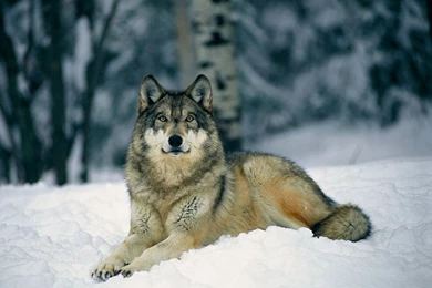 Wolf In Winter Wallpapers   Hemslojdsgoten