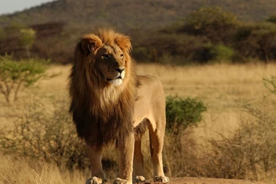 Lion Lion Wallpapers For Mobile Free Download – Finehdwallpaperr.com