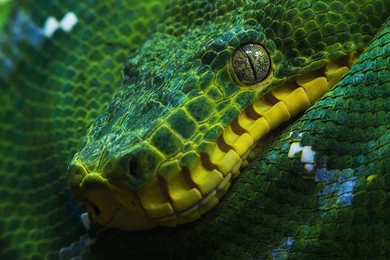 Reptiles: Snake Reptile Skin Green Yellow Animale Snake1 High ...