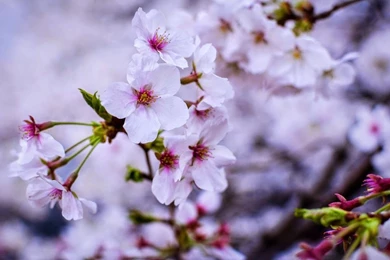 Rromantic Wallpapers Shayari,shayari Good Morning,latest Dard ...