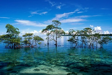 PC Wallpapers Nature Cool