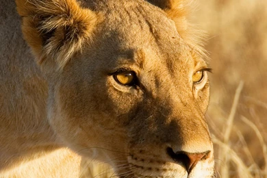 Lioness Backgrounds Wallpapers