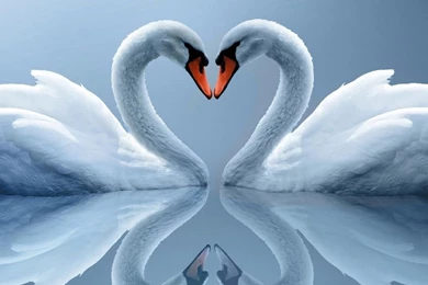 Swan Free Ipad Wallpapers
