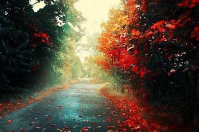 Colorful Autumn Road HD Wallpapers Free Desktop Backgrounds And ...