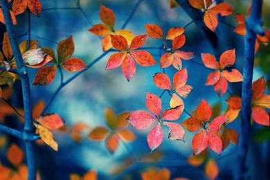 Download Autumn Orange Leaves Nature HD Wallpapers