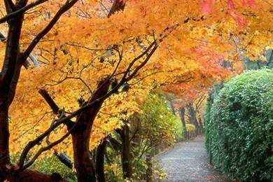 1080x1920 Autumn Wallpapers HD