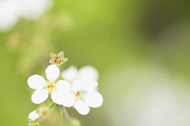 Background animal images.jpg