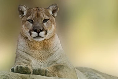 Puma Animal HD Wallpaper, Puma Animal Pictures