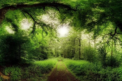 Road Through A Magical Forest Wallpapers 293370