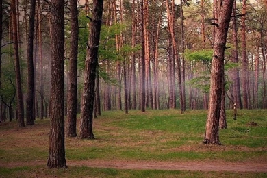 Summer Forest Trail Nature Fog Free Desktop Backgrounds Free ...