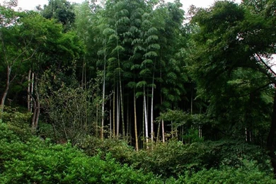 Bamboo Forest Best Desktop Backgrounds