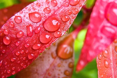 Water Drops On Leaves Wallpapers