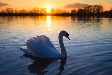 Swan Lake Sunset Wallpapers.jpg