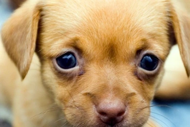 Cute_Puppies_Wallpapers_For_Mobile 8.jpg