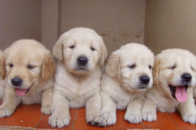 Cute Golden Retriever Puppies For Sale   Wallpaper.