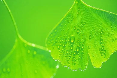 Summer Leaves Wallpapers 2   Crazy Frankenstein