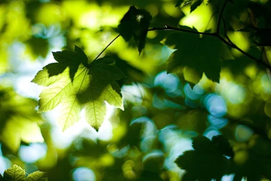 Download Wallpapers 3840x2400 Leaves, Tree, Branches, Maple, Green ...