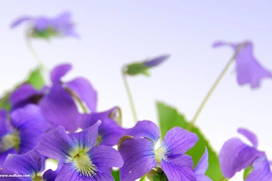 Nature Flowers Wallpapers For Desktop