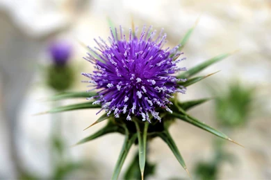 Free Flower Wallpapers For Desktop Burdock Flower Photos Of Get ...