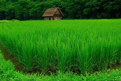 1366x768 Green Rice Wallpapers