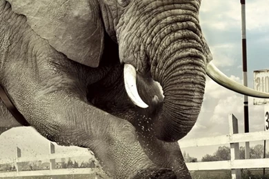 Download Wallpapers 750x1334 Race, Competition, Dog, Elephant, Sand ...