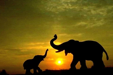 Elephant Computer Wallpapers, Desktop Backgrounds