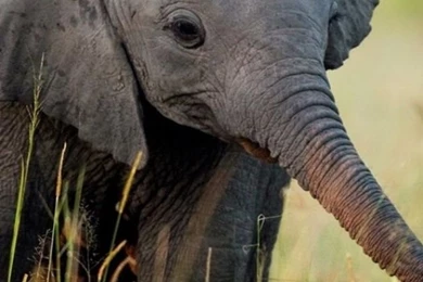 Baby Elephant Wallpapers   Wallpaper.