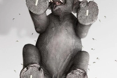 Iphone 4 wallpaper elephant.jpg