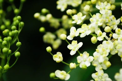 Wallpapers For Desktop Spring   Wallpapers Cave