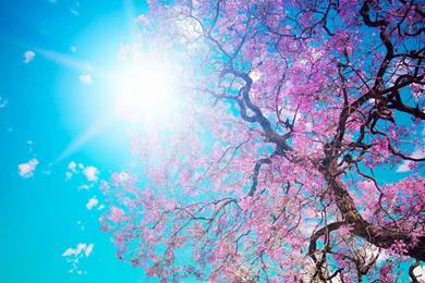 Spring Sakura Tree HD Wallpaper Picture.jpg