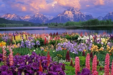 Spring Images Wallpapers   Widescreen HD Wallpapers