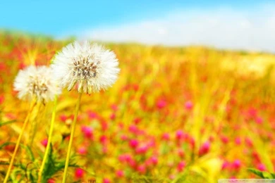 Spring Dandelions HD Desktop Wallpapers : Widescreen : High ...