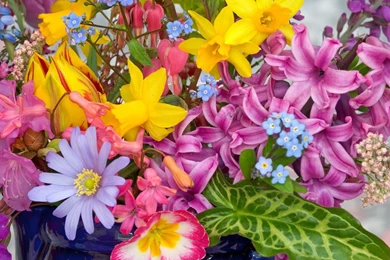 Spring Flowers Wallpapers   Crazy Frankenstein