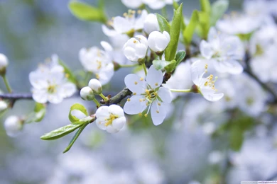 Spring Blossoms HD 16:9 16:10 Desktop Wallpaper: Widescreen ...