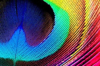 Retina Display Peacock Feather