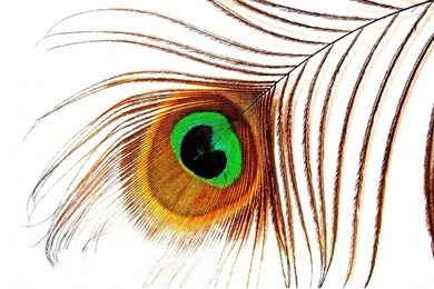 Peacock Feathers Wallpapers