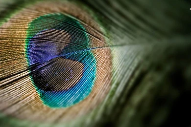 Peacock Feather Wallpapers   Artistic Wallpapers