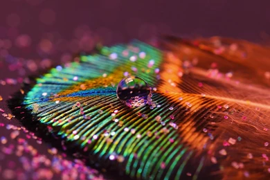 Beautiful Peacock Feather Images