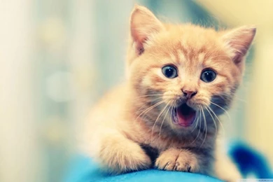 Best HD Wallpapers HD Desktop Wallpapers : High Definition ...